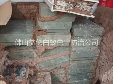 桂城防治白蚁危害工程